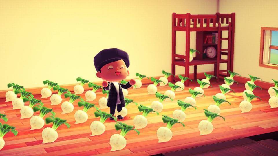 How to Get Turnips in Animal crossing New Horizons